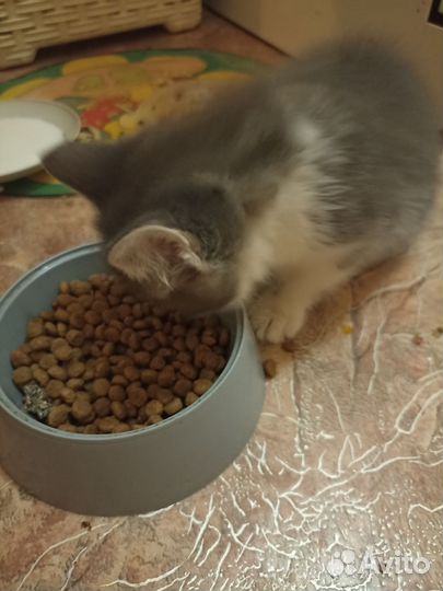 Котята сибирской кошки