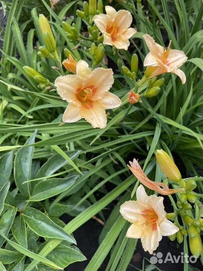 Астильба и лилейники