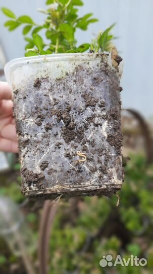 Саженцы самшита