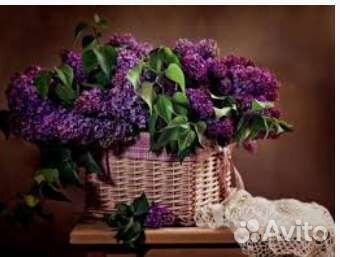 Саженцы темно фиолетовой сирени