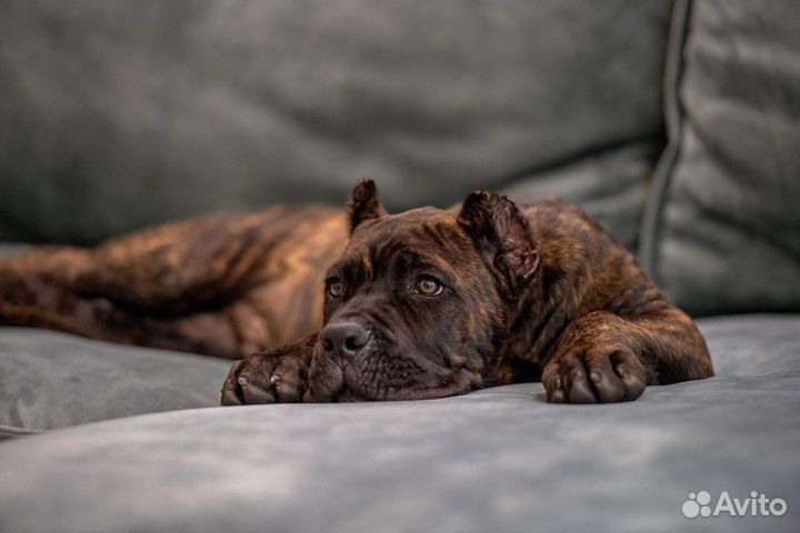 Мальчик кане корсо 3 месяца