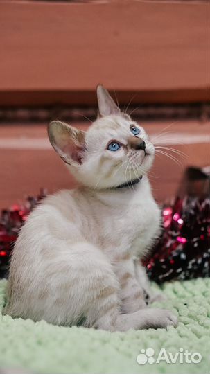 Бенгальские котята
