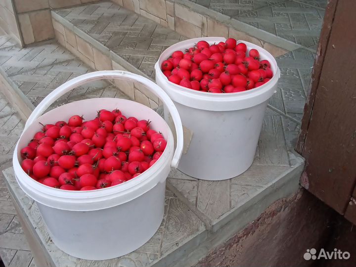 Боярышник плоды