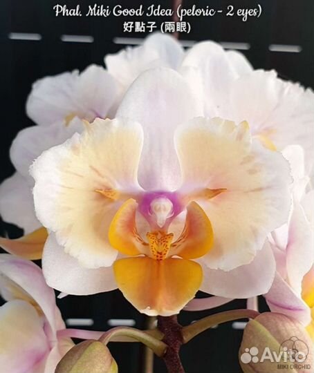 Орхидея бабочка