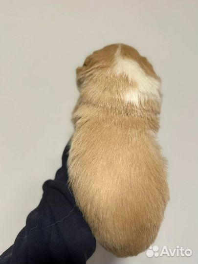 Рыжие бордер колли