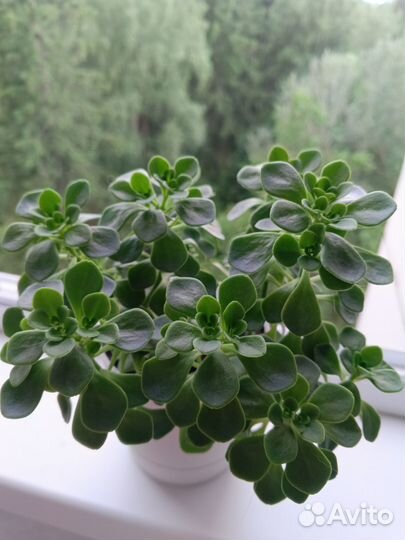 Аихризон Гуччи. Дерево любви. Комнатное растение