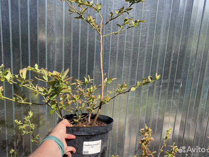 Голубика саженцы 3,4,5 летки