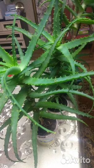 Алоэ лечебный,возраст-около 3 лет