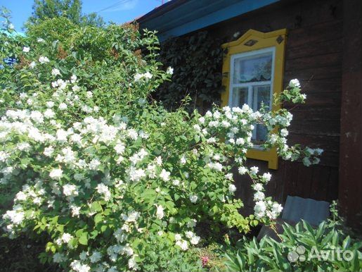 Декоративные и плодово ягодные саженцы, цветы