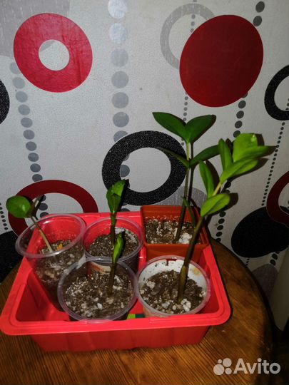 Замиокулькас