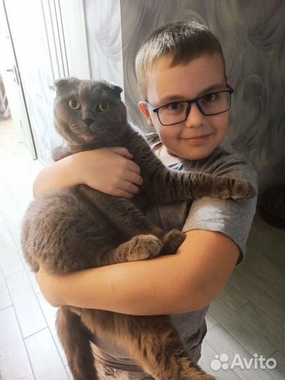 Британец в добрые руки