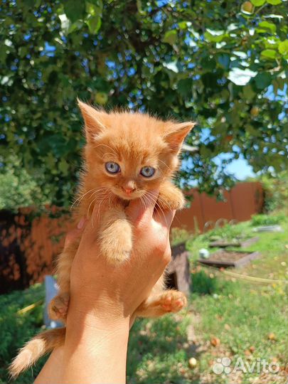 Котята