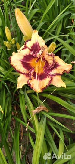 Цветы дачные