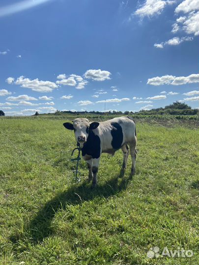 Бычок на племя