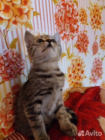 Отдам коненка