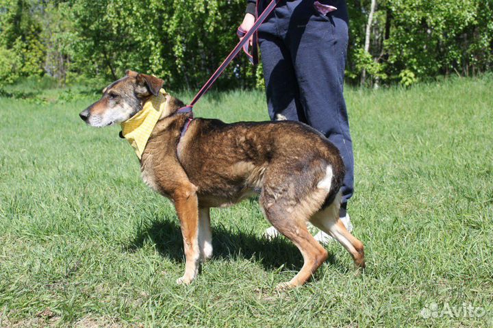 Магда-красотка породы друг ищет дом