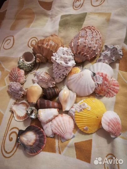 Набор разных ракушек