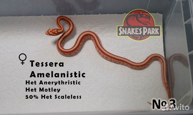 Змея маисовый полоз объявление продам
