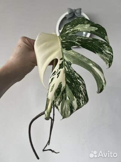 Монстера Варингатная