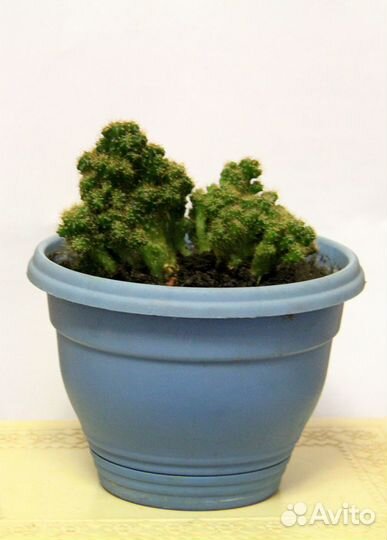 Кактус Цереус