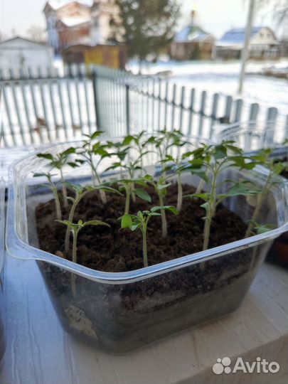 Рассада томатов и перца