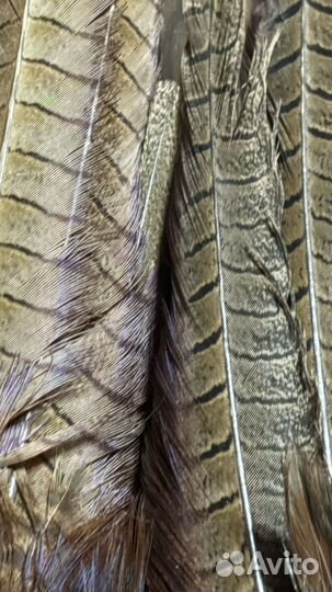 Перья фазана