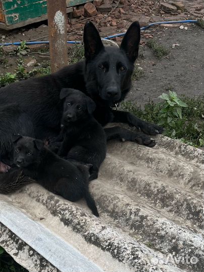Собака немецкая овчарка