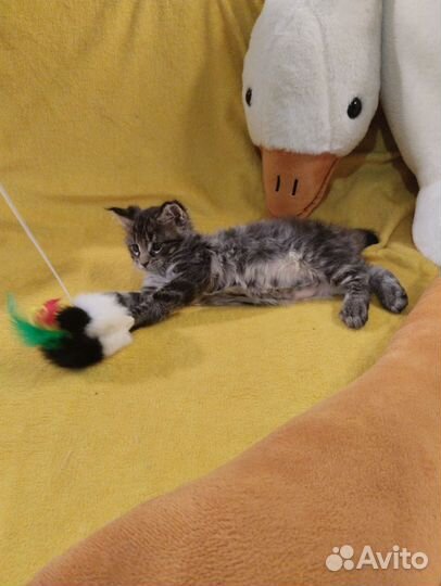 Котята мейн-кун