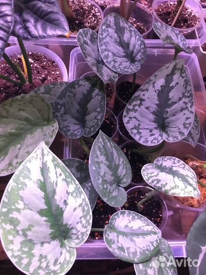 Сциндапсус Экзотика