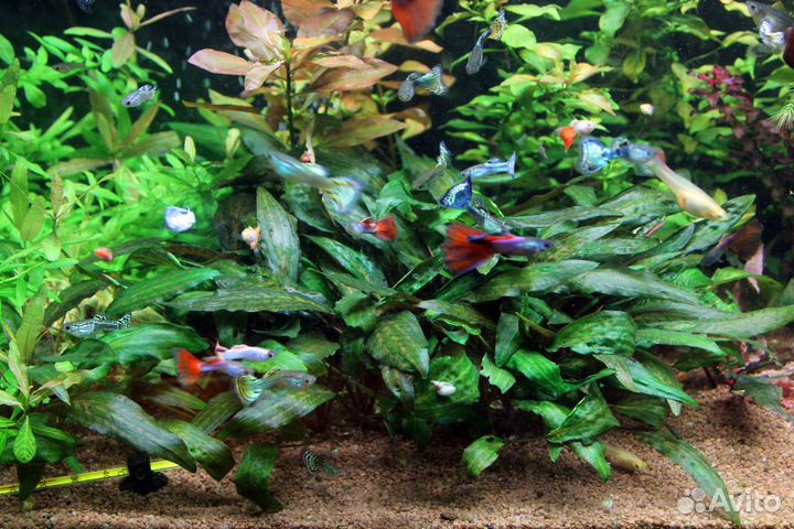 Аквариумные растения