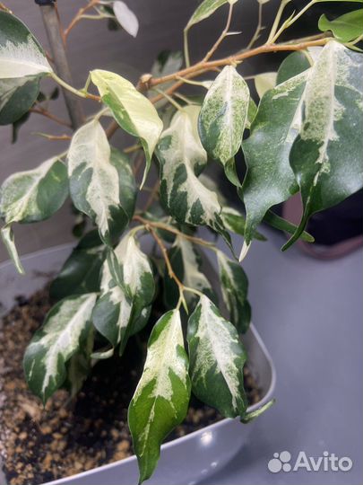 Фикусы,сансевиерия,аглаонема