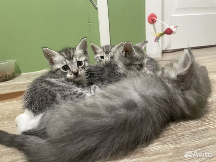 Котята от кошки Мейкуна