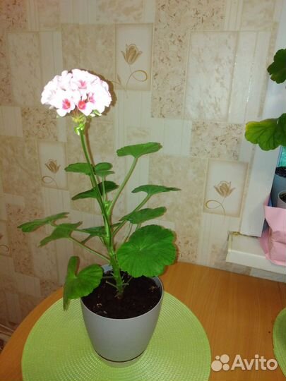 Пеларгония