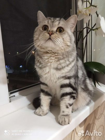 Шотландский кот вязка