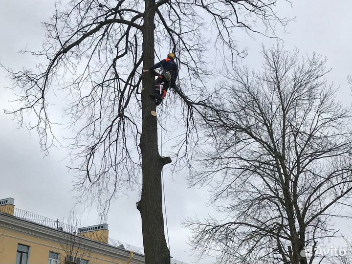 Вырубка деревьев Расчистка участков Дробление пней
