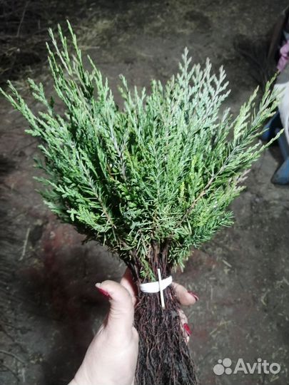 Материал посадочный