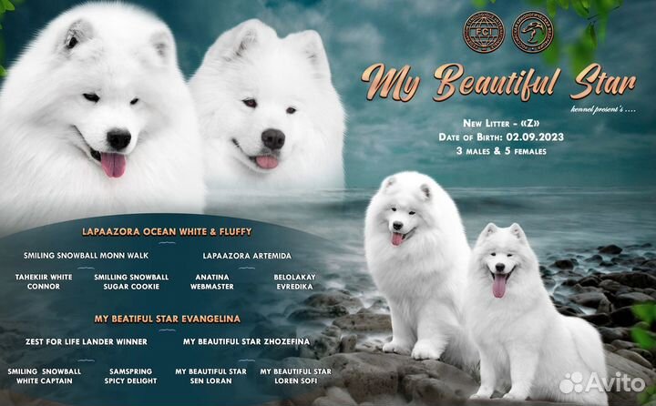 Щенки самоеда