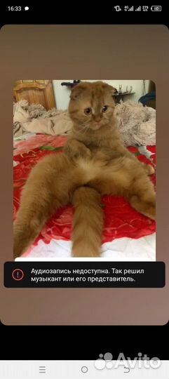 Кошка
