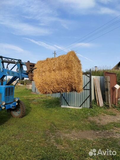 Солома ячмённая