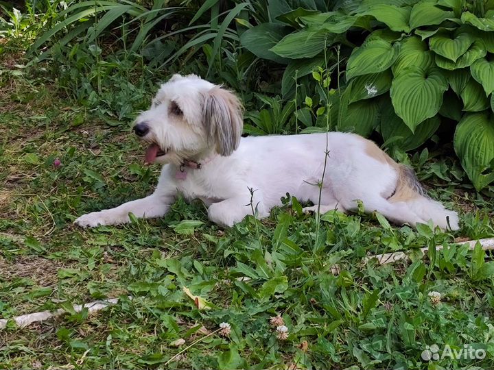 Собака в добрые руки