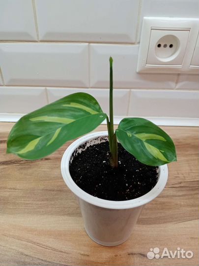 Калатея ктенанта