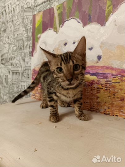 Бенгальская девочка