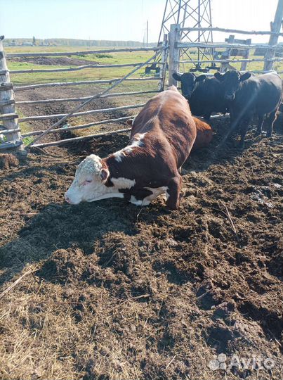 Быки породы абердин