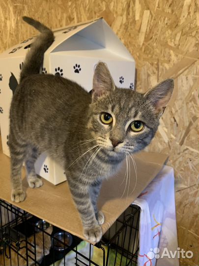 Котик подросток голубого окраса