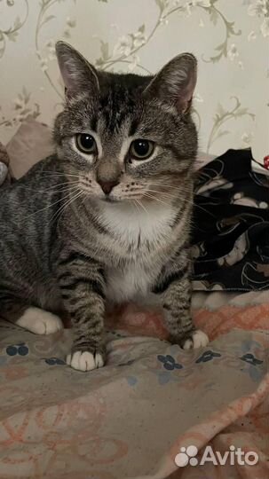 Единственный выживший котик ищет постоянный дом