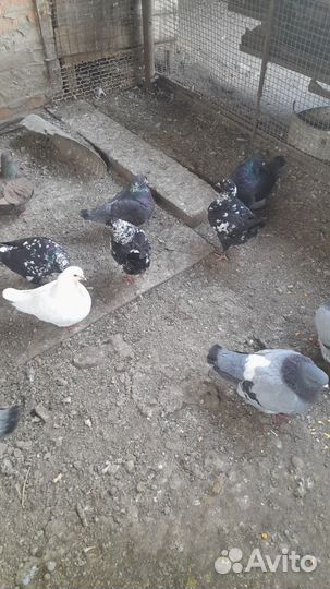 Голуби мясные