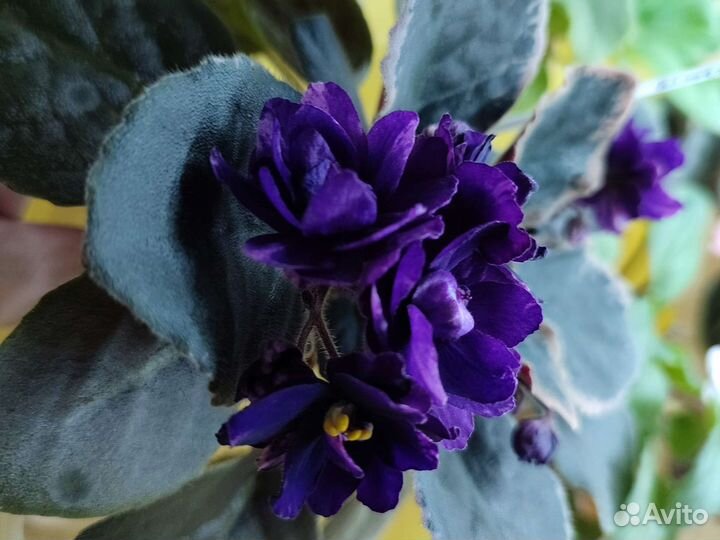 Цветущие стартеры фиалок