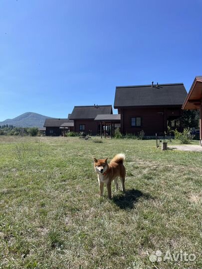 Сиба ину кобель для вязки