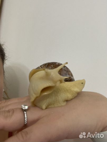 Улитки ахатины белые