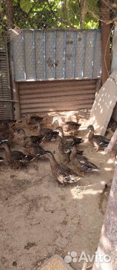 Утки подсадные для охоты